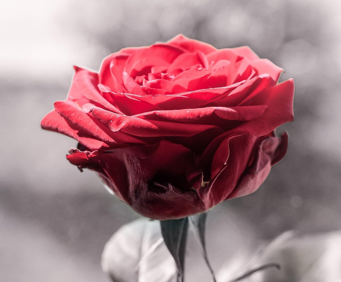 Tag der roten Rose, 12. Juni